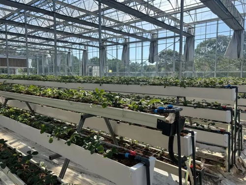 白鶴草莓香飄四溢，植物工廠開啟全年果香新紀元